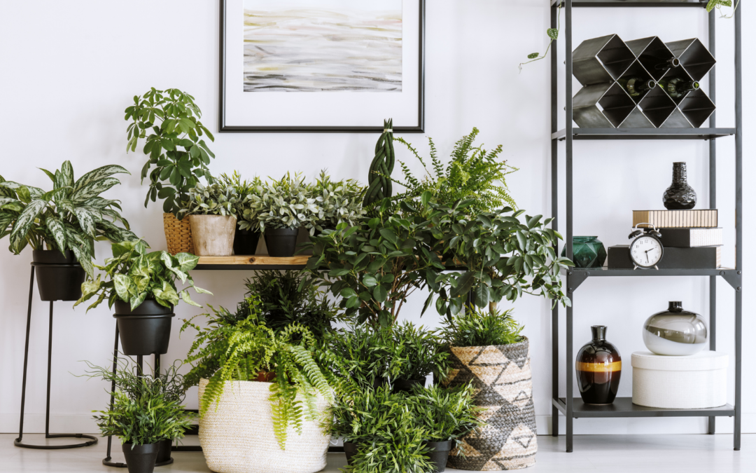 Do Houseplants Help or Hurt Asthma and Allergies?