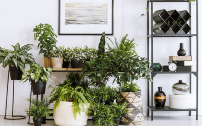Do Houseplants Help or Hurt Asthma and Allergies?